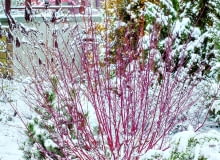 Uroda czerwonych gałązek derenia białego (Cornus alba) 'Sibirica' w krajobrazie zimowego ogrodu nie ma sobie równych. Uroda czerwonych gałązek derenia białego (Cornus alba) 'Sibirica' w krajobrazie zimowego ogrodu nie ma sobie równych.