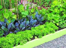 Gdy grządki otoczymy deskami, ziemia nie będzie się wysypywać podczas zbierania warzyw oraz prac pielęgnacyjnych Gdy grządki otoczymy deskami, ziemia nie będzie się wysypywać podczas zbierania warzyw oraz prac pielęgnacyjnych