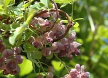 Akebia quinata, akebia pięciolistkowa, pnącza