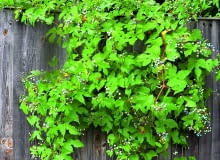 Pędy winnika zmiennego dobrze maskują niezbyt ładny płot. Pędy winnika zmiennego dobrze maskują niezbyt ładny płot.