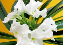 Pachypodium Pachypodium