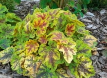 Żuraweczka Heucherella 'Solar Eclipse'