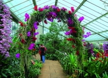 Wysoki trejaż obrośnięty różnymi odmianami storczyka Wanda wygląda jak kwietny łuk triumfalny.