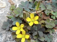 Szczawik różkowaty odmiana 'Atropurpurea'. Ładny,ale uciażliwy chwast. Szczawik różkowaty odmiana 'Atropurpurea'. Ładny,ale uciażliwy chwast.