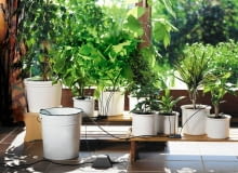 My na urlopie moczymy się w morzu, a rośliny doniczkowe usychają, nie tylko z tęsknoty... Jak temu zaradzić, gdy nie możemy liczyć na uczynną sąsiadkę? <BR />Przede wszystkim ustawiamy rośliny w cienistym miejscu. Jeśli sadząc kwiaty, zmieszaliśmy ziemię z hydrożelem magazynującym wodę, możemy solidnie podlać kwiaty i spokojnie wybrać się na tygodniowy urlop (na taki mniej więcej czas wystarczy zapas wilgoci w podłożu). Przed suszą w doniczce uratuje rośliny również plastikowa butelka - napełniamy ją wodą, wbijamy w ziemię do góry dnem i sprawdzamy, czy konstrukcja jest stabilna; woda będzie wyciekać powoli dzięki podciśnieniu, które powstaje wtedy w naczyniu. Inne skuteczne sposoby prezentujemy obok. To, jak długo rośliny będą odpowiednio nawodnione, zależy od wielu czynników, np. temperatury, wielkości doniczki; może warto więc opisane metody przetestować przed urlopem?<BR /> Automatyczna konewka może nawadniać jednocześnie aż 36 roślin doniczkowych. W zestawie znajduje się pompa zasilająca rośliny wodą z pojemnika, w którym ją umieścimy (tutaj jest nim wiaderko). Woda płynie do doniczek przez sieć przewodów, sterowana rozdzielnikami. Cena 442 zł, Gardena