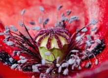 photo4quiz photo4quiz