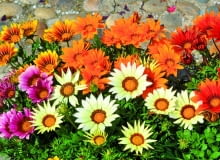 Gazania może przezimować w postaci rozet liściowych. Gazania może przezimować w postaci rozet liściowych.