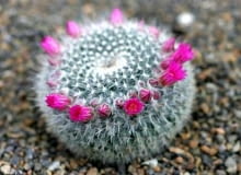 Mammillaria sp.