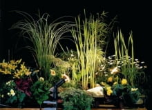 Oświetlenie ogrodu i tarasu. Grupa roślin podświetlona brylantowym światłem została wyeksponowana z ciemności Oświetlenie ogrodu i tarasu