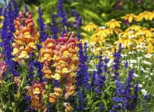 Wyżlin większy (Antirrhinum majus) Wyżlin większy (Antirrhinum majus)