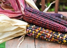 KOLBY KUKURYDZY ozdobnej są kolorowe i bardzo trwałe po wysuszeniu.