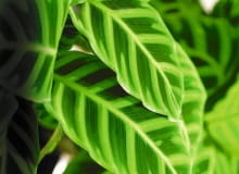 Kalatea paskowana (C. zebrina)