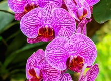 Zmiana warunków uprawy spowodowała pomarszczenie się liści storczyka. Zmiana warunków uprawy spowodowała pomarszczenie się liści storczyka.