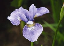 Kosaciec syberyjski KOSACIEC SYBERYJSKI BEZBRODKOWY IRYS IRIS SIBIRICA ROSLINA WODNA KWIAT FIOLETOWO ZOLTY FOT. LECH KOMARNICKI PUBLIKACJA OGRODY NR SPECJALNY - WODA W OGRODZIE - 6.2003 SLOWA KLUCZOWE: ROSLINY ZDJĘCIE DO WKŁADKI: PUBLIKACJA OGRODY NR SPECJALNY - WODA W OGRODZIE - 6.2003 - CZASOPISMA