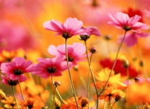 Najpiękniejsze kwiaty z ogrodów naszych babć