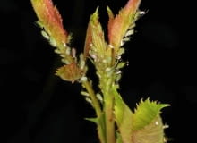 27.06.2002 WARSZAWA ROSLINY ROZA PNACA ZAATAKOWANA PRZEZ MSZYCE FOTO. ARKADIUSZ SCICHOCKI/AGENCJA GAZETA PUBLIKACJA LADNY DOM NUMER SPECJALNY - OGROD 1/2011 - 4 2011