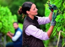 Owocujące pędy winorośli skracamy w taki sposób, by nad najwyżej położonym gronem pozostało kilka liści. Wycinamy część młodych odrostów, inne skracamy.