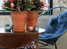 Szlumbergera - grudnik