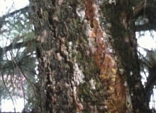 Zmiany chorobowe na pniu sosny.