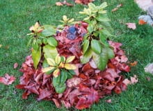 Warstwa liści wokół różanecznika zabezpiecza zimię przed wsychaniem. que porae il eum, ut et ex estrume Warstwa liści wokół różanecznika zabezpiecza zimię przed wsychaniem. que porae il eum, ut et ex estrume