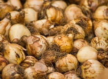 Cebulki tulipana Cebulki tulipana