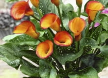 Zantedeschia Fire Dancer SLOWA KLUCZOWE: Calla Calla Lilie Calla-Lilie Feuer Kalla Knollenpflanze Patio Rhizomatous Topf T nzerin Zantedeschia Zantedeschie Zantedeschien Zwiebelgew chs eingetopft gelb knollig orange vertikal Hochformat