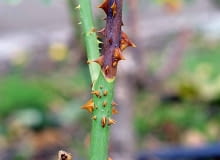 Zamieranie pędów (nekroza). Objawy. Na łodygach pojawiają się brunatne plamy powiększające się do dołu pędu, co prowadzi do zamierania całego odgałęzienia. Zabiegi. Wycinamy chore pędy w odległości 1 cm od nekrozy. Pozostawiamy gładką powierzchnię ran. Zabezpieczamy je Fito Plastrem Spray, a całe krzewy profilaktycznie opryskujemy Topsinem M 500 SC lub Rovralem Aquaflo 500 SC. Zamieranie pędów (nekroza). Objawy. Na łodygach pojawiają się brunatne plamy powiększające się do dołu pędu, co prowadzi do zamierania całego odgałęzienia. Zabiegi. Wycinamy chore pędy w odległości 1 cm od nekrozy. Pozostawiamy gładką powierzchnię ran. Zabezpieczamy je Fito Plastrem Spray, a całe krzewy profilaktycznie opryskujemy Topsinem M 500 SC lub Rovralem Aquaflo 500 SC.