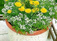 02.06.2003 WARSZAWA DOM PRYWATNY BALKON ROSLINY PACHNACE PACHNACY BALKON FOT PAWEL SLOMCZYNSKI / AGENCJA GAZETA