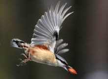 21.02.2009 LODZ , PARK PONIATOWSKIEGO , ZIMA , KOWALIK FOT. MALGORZATA KUJAWKA / AGENCJA GAZETA SLOWA KLUCZOWE: PTAKI