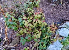 Różanecznik czeka długie leczenie, a być może i ono nie będzie skuteczne. fot.Aneta Żurkowska