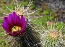 JEDEN Z NAJPIĘKNIEJSZYCH - kwiat E. apachensis pochodzącego z Arizony. JEDEN Z NAJPIĘKNIEJSZYCH - kwiat E. apachensis pochodzącego z Arizony.