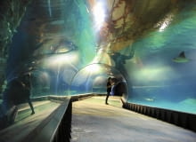 Tajemnice kanału mozambickiego poznamy podczas spaceru podwodnym tunelem. Na zdjęciu: bliskie spotkanie z płaszczką. Tajemnice kanału mozambickiego poznamy podczas spaceru podwodnym tunelem. Na zdjęciu: bliskie spotkanie z płaszczką.