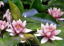 Na płyciznach grzybienie - zwłaszcza ich egzotyczne odmiany - w zimie mogą przemarzać. Żeby do tego nie dopuścić, kosze z roślinami warto przestawić na głębinę. Na płyciznach grzybienie - zwłaszcza ich egzotyczne odmiany - w zimie mogą przemarzać. Żeby do tego nie dopuścić, kosze z roślinami warto przestawić na głębinę.