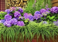 'BOUQUET ROSE' to odmiana hortensji ogrodowej, która jest niedużym krzewem o bardzo efektownych kwiatach. 'BOUQUET ROSE' to odmiana hortensji ogrodowej, która jest niedużym krzewem o bardzo efektownych kwiatach.