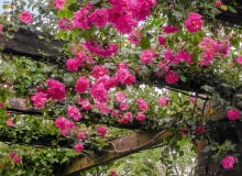 Róże pnące o wiotkich pędach podwiązane do poziomych podpór kwitną wyjątkowo obficie, tworząc girlandy. Na zdjęciu wieloletni okaz odmiany ?Chaplin?s Pink?. Ta róża w naszym klimacie nie przemarza (znosi temp. -33oC). SLOWA KLUCZOWE: ROSA CHAPLINS PINK CLIMBER kew garden london