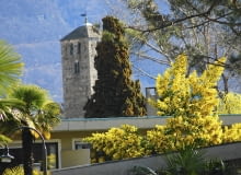 Na południu Europy akacje zdobią miejskie ulice, parki i skwery Na południu Europy akacje zdobią miejskie ulice, parki i skwery