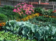 Zadbany ogród warzywny to punkt na honorze dobrej ogrodniczki.