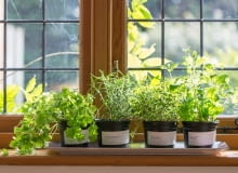 Warunkiem, by zioła ładnie rosły i zbytnio się nie wyciągały jest jasne miejsce. Na zdjęciu: melisa, tymianek, bazylia i cząber mają wspólną podstawkę do której wlewamy wodę.