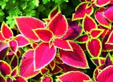 Ukorzenione sadzonki koleusa warto posadzić w skrzynkach na słonecznym lub lekko zacienionym balkonie. Ukorzenione sadzonki koleusa warto posadzić w skrzynkach na słonecznym lub lekko zacienionym balkonie.