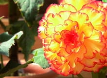 Niektóre mieszańce begonii nie tworzą bulw. Trzymamy je w domu, dopóki nie zaczną zamierać. Niektóre mieszańce begonii nie tworzą bulw. Trzymamy je w domu, dopóki nie zaczną zamierać.