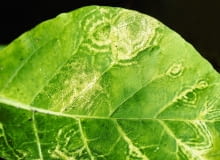 CHOROBY WIRUSOWE CHOROBY WIRUSOWE