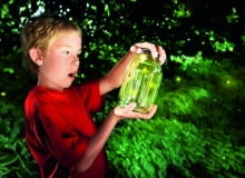 Samica świetlika (robaczka świętojańskiego) wspina się na rośliny, siada na wierzchołku i odwraca odwłok bokiem do góry, eksponując trzy jego segmenty zaopatrzone w narządy świetlne. Samice drugiego rodzaju " iskrzyka " przebywają zwykle tylko na ściółce.