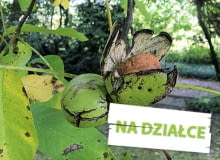 Orzech włoski odmiana 'Buccaneer'