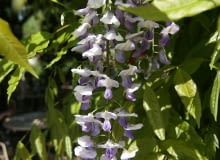 10.05.2011 OPOLE , ZAKWITLA GLICYNIA PODOBNO NAJWIEKSZA NA OPOLSZCZYNIE , RESTAURACJA GRABOWKA - NALESNIKARNIA . FOT. RAFAL MIELNIK / AGENCJA GAZETA SLOWA KLUCZOWE: KWIAT KWIATY KWITNIE