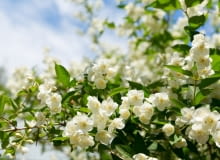 Jaśmin- zniewala swoim zapachem