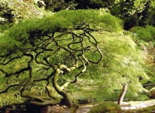 KLON PALMOWY 'DISSECTUM' - u starego okazu widać wyraźnie kształt korony i mocno pogięte gałęzie. DRZEWA KLON PALMOWY ACER PALMATUM DISSECTUM FOT. PIOTR BANASZCZAK PUBLIKACJA OGRODY NR 11 (115) - 11 2008 SLOWA KLUCZOWE: DRZEWA