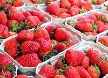 Truskawka truskawki, maliny, sadzonki, uprawa, ogrody