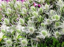 SLOWA KLUCZOWE: QUESTAR_SILVER alpejski alpinum eryngium mikolajek