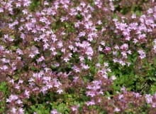 macierzanka wczesna (Thymus praecox) 14.06.2005 WARSZAWA OGROD SGGW - LETNIE PRACE OGRODOWE ROSLINY OGRODNICTWO