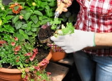 Komponując kwiaty w pojemniku, dobieramy gatunki o podobnych wymaganiach co do światła i podłoża. Komponując kwiaty w pojemniku, dobieramy gatunki o podobnych wymaganiach co do światła i podłoża.